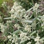 Buddleja loricata 花