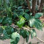 Philodendron tripartitum Ліст