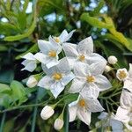 Solanum laxumFlor