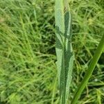 Succisella inflexa 葉