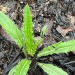 Cirsium discolor Hoja