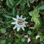 Passiflora caeruleaFlower