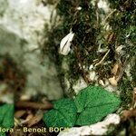 Cyclamen balearicum Habit