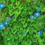 Ipomoea tricolor Habitat