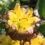 Trifolium badium Blüte