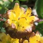 Trifolium badium Çiçek