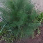 Foeniculum vulgare Leht