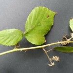 Rubus winteri Blad