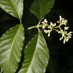 Psychotria horizontalis फूल