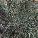 Prunus scoparia Hábito