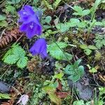 Campanula rhomboidalis Habitus