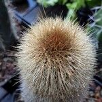 Cleistocactus variispinus Drugo