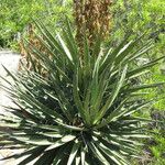 Yucca schidigera Habitus