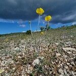 Ranunculus gramineus Vivejo