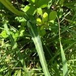 Sonchus maritimus ഇല