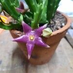 Stapelia divaricata Fiore