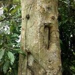 Ficus variegata Bark