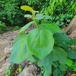 Dombeya rotundifolia Листок