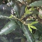 Pittosporum undulatum Ліст