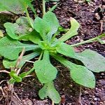 Erigeron bellioides Lehti