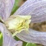 Clematis alpina Flor