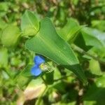 Commelina communis Cvet