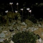 Armeria leucocephala Habit