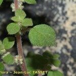 Parietaria lusitanica Leaf