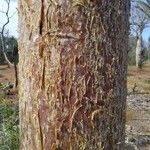 Adansonia za Rinde