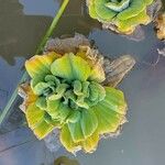 Pistia stratiotes 葉