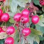 Crataegus x subsphaerica Fruit