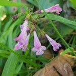 Clinopodium nepeta Květ