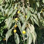 Celtis australis Fruit