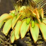 Erythrina sandwicensis Flower