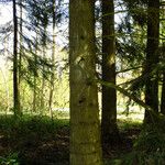 Abies cilicica പുറംതൊലി