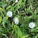 Evolvulus sericeus Çiçek