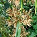 Rhynchospora organensis Flor