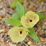 Mohavea confertiflora Flor