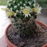 Mammillaria winterae Leaf