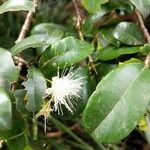 Syzygium smithii Blomst