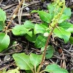 Orthilia secunda Habit