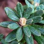 Rhododendron impeditum Muu