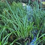 Cyperus dives ഇല