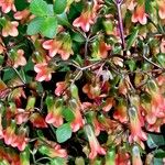 Kalanchoe manginii Цвят