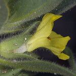 Mohavea breviflora Flower