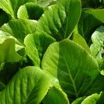 Bergenia crassifolia Leaf