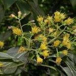 Sinclairia polyantha Other