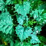 Laportea grossa Blatt