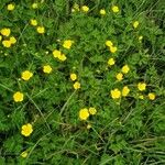 Ranunculus orthorhynchus Hábito