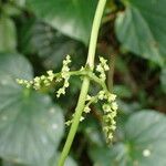 Dioscorea bulbifera Blüte